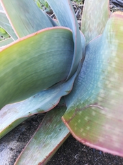 Aloe reynoldsii