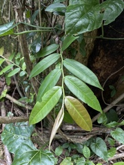 Marcgravia rectiflora
