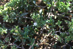 Delosperma uitenhagense