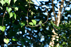 Cynanthus forficatus