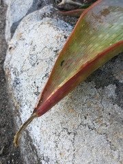 Aloe reynoldsii