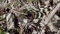 Sempervivum tectorum
