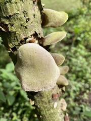 Auricularia