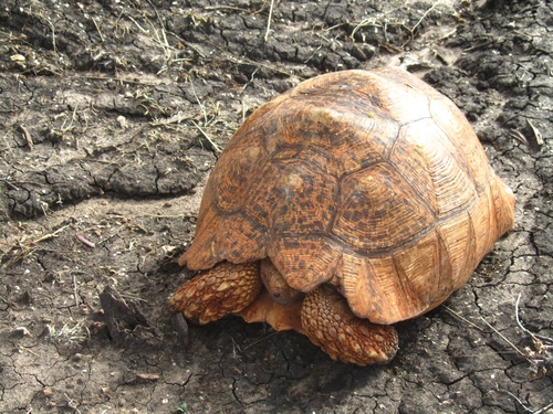 Leopard Tortoise