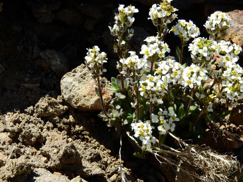 Magellan Draba (Draba magellanica)