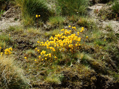 Calceolaria filicaulis