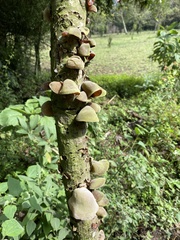 Auricularia