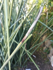 Strelitzia juncea
