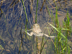 Pleurodema bufoninum