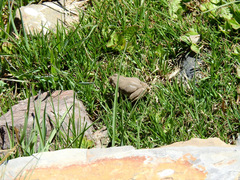 Pleurodema bufoninum