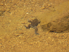 Pleurodema bufoninum