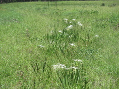 Hymenocallis liriosme