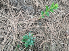 Magnoliopsida