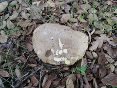 Butyriboletus