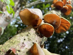 Auricularia