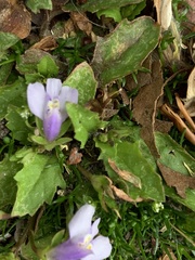 Mazus pumilus