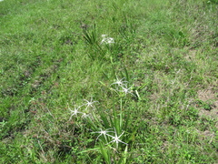 Hymenocallis liriosme