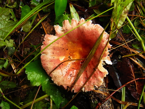 Russula