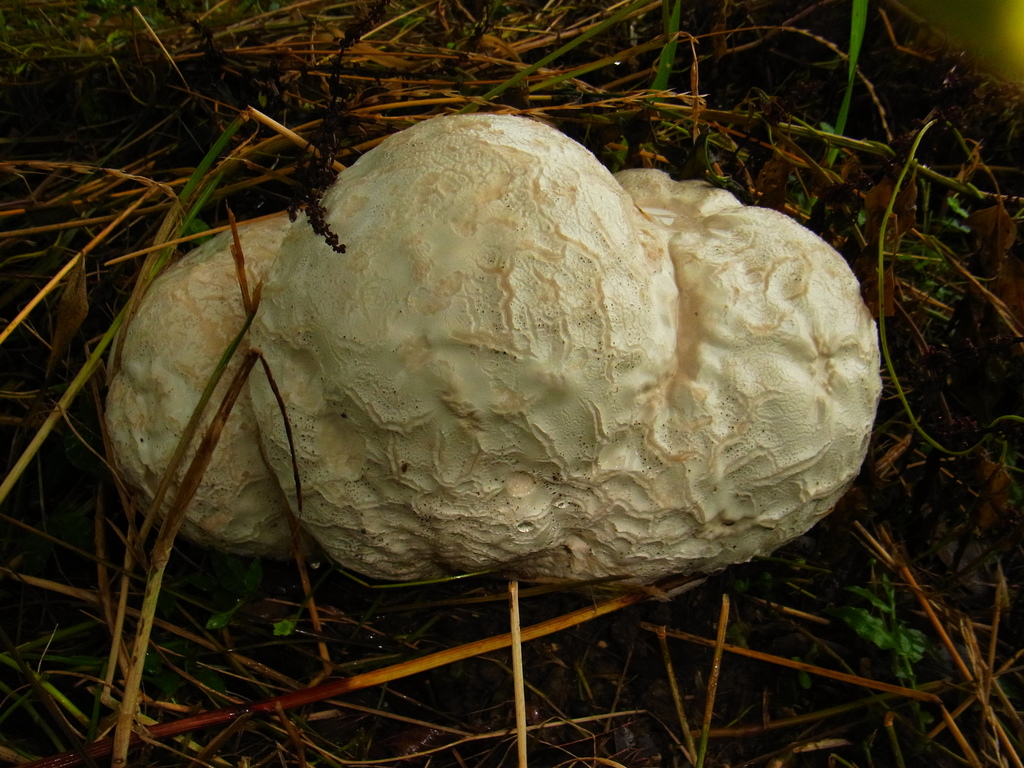 Calvatia nipponica · June 2015 · photo: © heikindai_87 (iNaturalist, cc0)