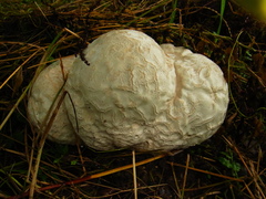 Calvatia nipponica