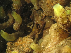 Chaetodon marleyi