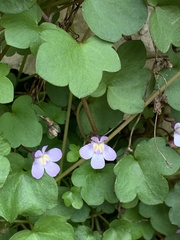 Cymbalaria muralis