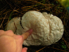 Calvatia nipponica