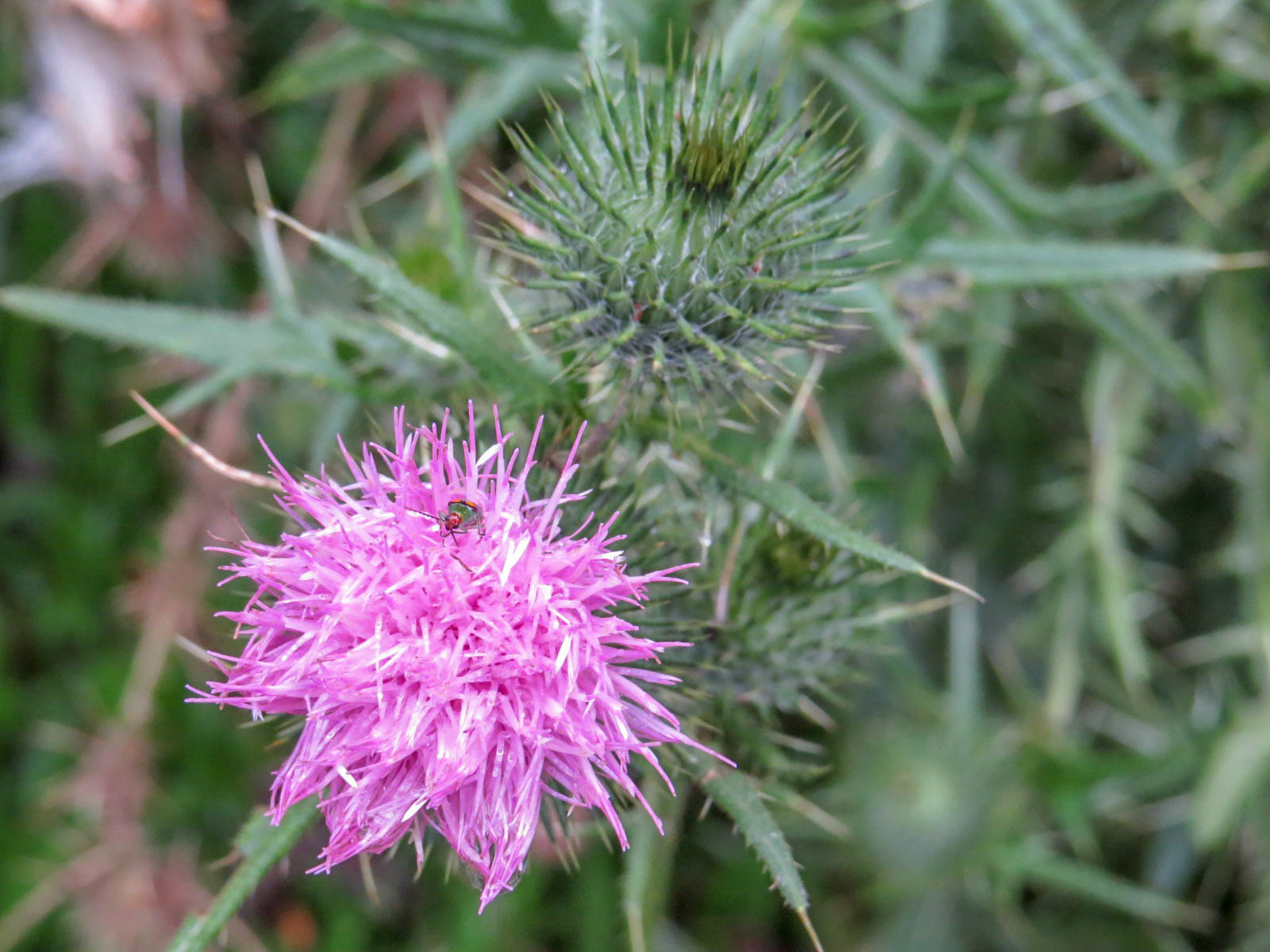Cirsium vulgare