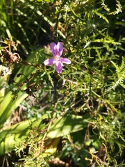 Pelargonium denticulatum