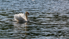 Cygnus olor
