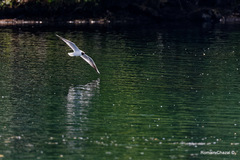 Chroicocephalus ridibundus