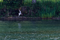 Sterna hirundo