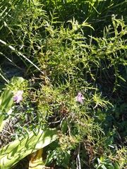 Pelargonium denticulatum