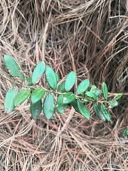Magnoliopsida