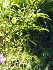 Pelargonium denticulatum
