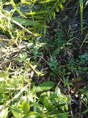 Pelargonium denticulatum