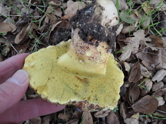 Butyriboletus