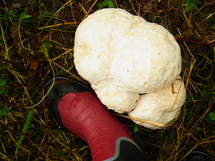 Calvatia nipponica