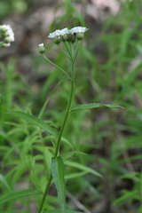 Achillea biserrata