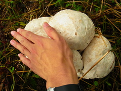Calvatia nipponica