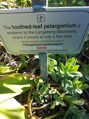 Pelargonium denticulatum