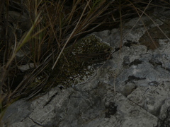 Stenobothrus fischeri