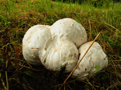 Calvatia nipponica