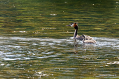 Podiceps cristatus