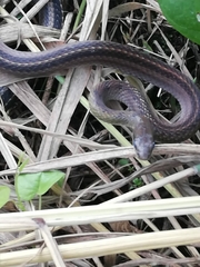 Dendrophidion bivittatus