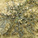 Chaerophyllum novae-zelandiae - Photo (c) John Barkla, algunos derechos reservados (CC BY), subido por John Barkla