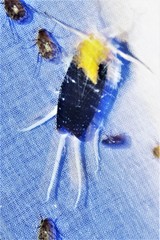 Cerogenes auricoma