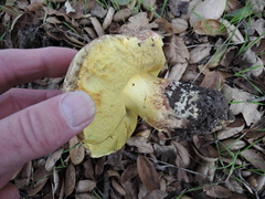 Butyriboletus