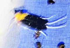 Cerogenes auricoma