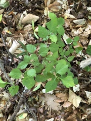Crataegus flabellata